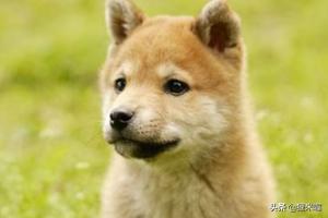 狗发烧的症状鼻头凉:天气骤冷，狗狗发烧感冒应对手册？