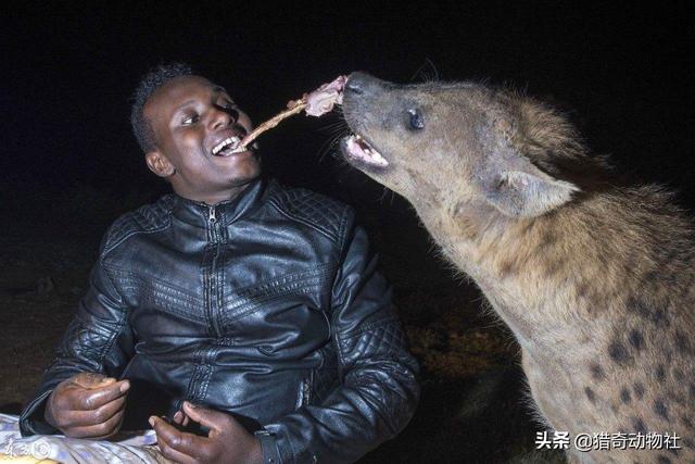 最大的古鬣犬有多大:一个人在非洲面对一群鬣狗，是否有生还的希望？