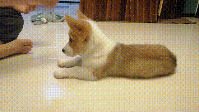 xungou:狗狗多大的时候开始训练最好？
