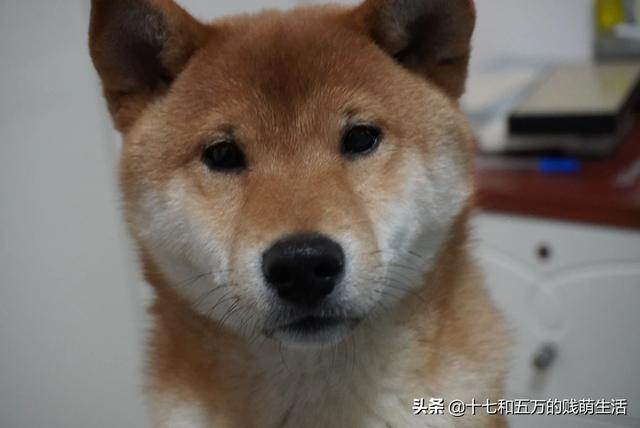 小柴犬图片小时候:调皮又有个性的柴犬适合新手养吗？