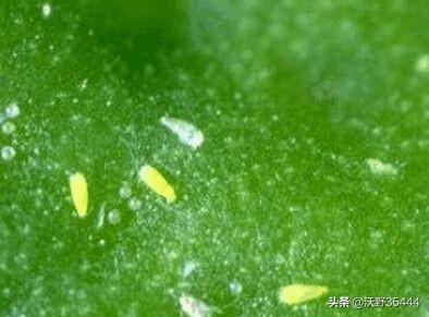 葡萄树的害虫有哪些:番茄上、葡萄叶子上的小黑虫是什么？有危害吗？