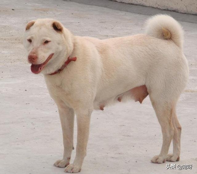 猎犬野狼实战:多少只中华田园犬可以打得过北美大灰狼？为什么？