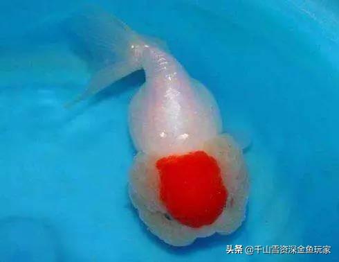 寿星鱼咬人吗:金鱼中的兰寿和寿星有什么区别？