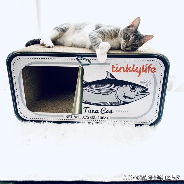 找大猫猫网:成年的猫咪如果知道自己被领养了，它会记恨原主人吗？