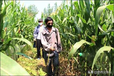 十字花科蔬菜软腐病:十字花科蔬菜软腐病的防治措施包括 立秋后，农作物必须小心哪几种虫害？