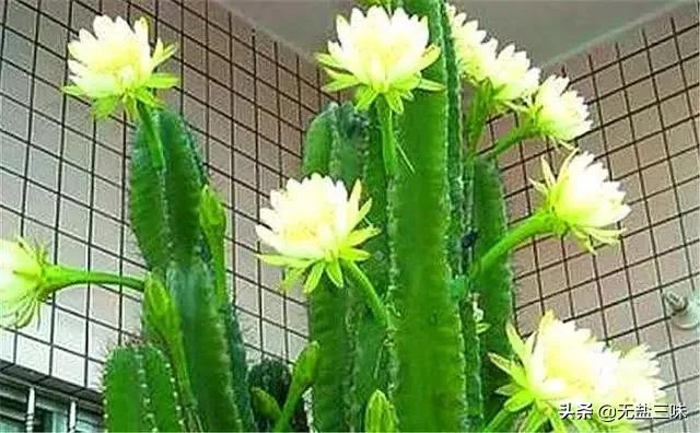量天尺的养殖方法:麒麟掌的养殖方法是什么？