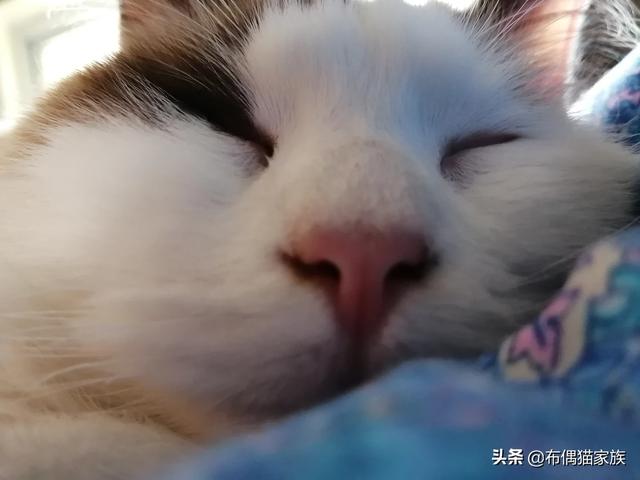 金吉拉猫名字:哪种猫适合在白天没人在家的情况下养？