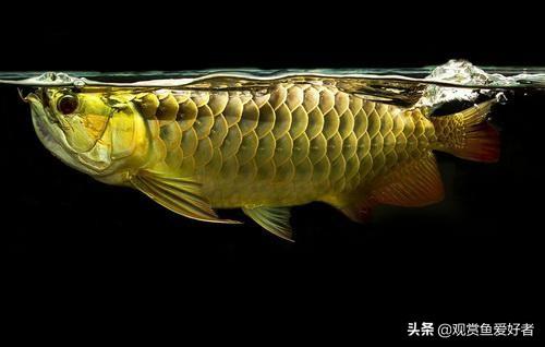 金头龙鱼图片:红龙鱼和金龙鱼是一个品种吗？