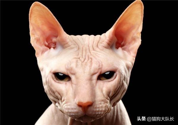 加拿大无毛猫登榜首:亲戚被忽悠养无毛猫，说养一只可以赚好几万，有没有这个说法？