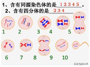 减数过程图手绘，3对染色体的减数分裂图怎么画？