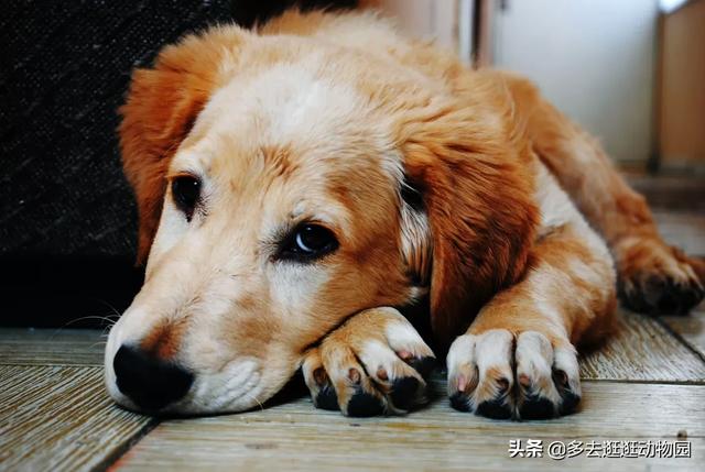 米格鲁犬遛弯能放狗绳吗:拉不拉多狗拴着养行吗？为什么？