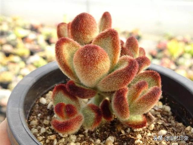 多肉植物种类作文:养多肉，哪些品种你最喜欢？