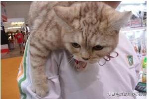 猫训练:如何训练猫咪不再惧怕陌生人？