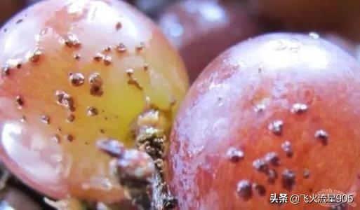 葡萄树的害虫有哪些:磷酸二氢钾喷葡萄会有污物是怎么回事？