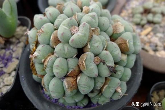 肉锥花属图谱:新入手了多肉植物口笛，应该怎么养护？