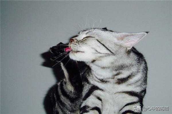 猫泛白细胞减少症病毒英文:猫咪五大传染病以及预防？