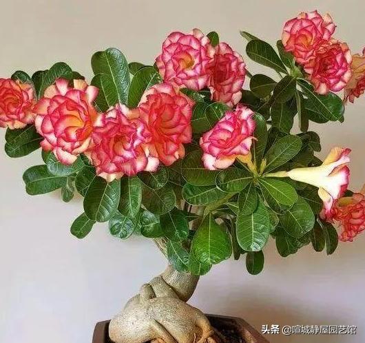 沙漠玫瑰软腐病:多肉沙漠玫瑰腐烂，除了切断扦插，还有什么办法？