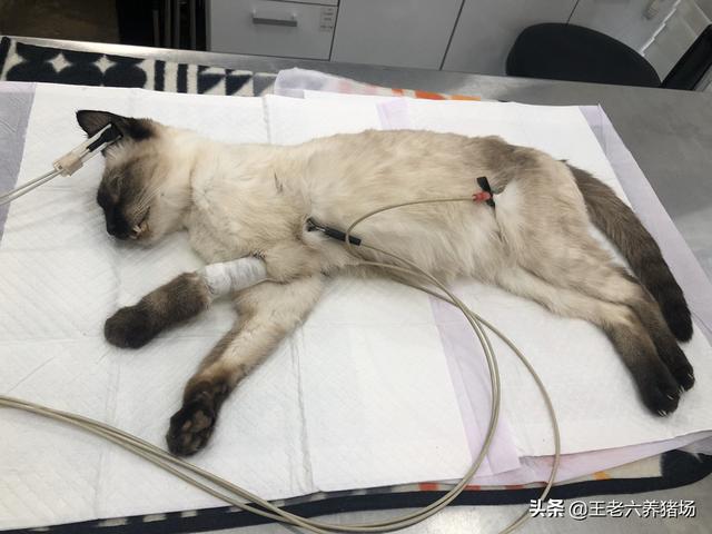 猫传染性腹膜炎治愈几率:猫咪生病了，花很多钱治病应该吗？