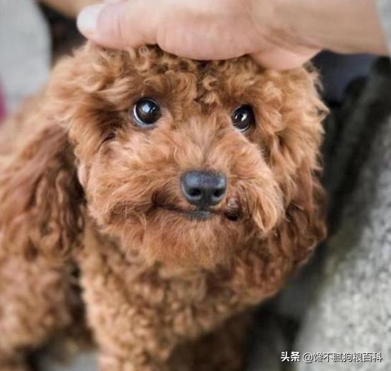 贵宾犬的图片欣赏:为什么有些贵宾犬很安静，有些却很吵闹，甚至不听主人的话？