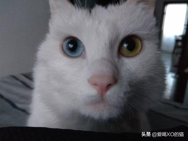 帕拉斯猫的视力:猫咪会得近视吗？为什么？