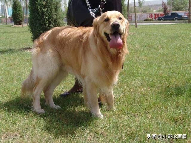 中国宠物狗的品种及图片大全:你认为在中国哪10种狗狗最受欢迎？