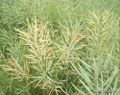 十字花科蔬菜软腐病:十字花科蔬菜软腐病的防治措施包括 种菜不到收成的日子烂了怎么办？