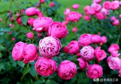 月季花的栽培与管理:月季苗一年四季都适合栽种吗？如何养护？