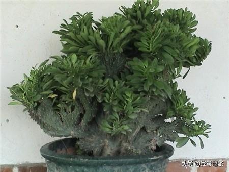 燕子掌嫁接:麒麟掌和什么植物嫁接好？