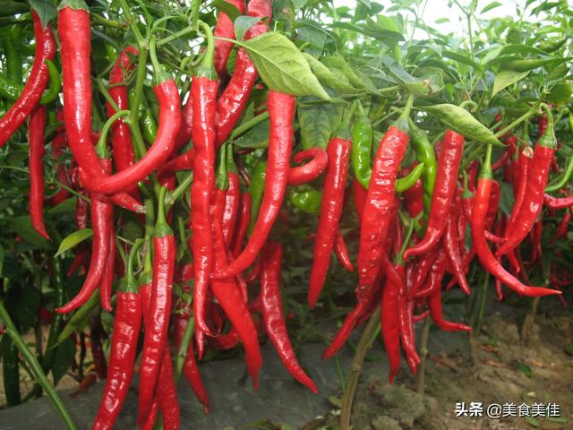 虎皮青椒是哪里的菜(虎皮青椒酿肉是哪里的菜)