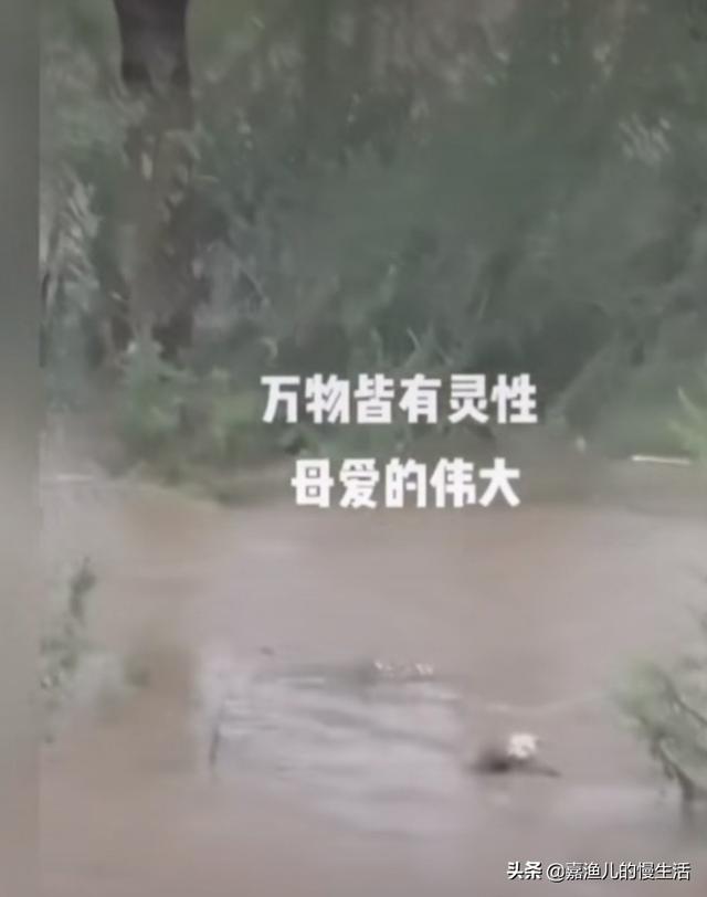 救狗:如何看待眉山暴雨流浪狗窝被淹，狗妈妈冲入洪水救小狗？