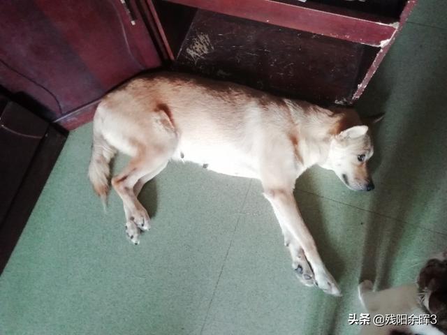 中华短腿土狗价格:都是土狗，为什么中华田园犬这么便宜，日本柴犬那么贵？