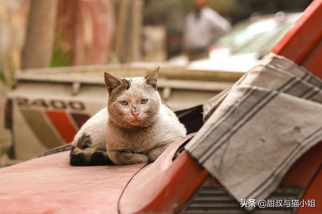 浏阳市的流浪狗狗在那里:什么地方容易碰到流浪猫狗？