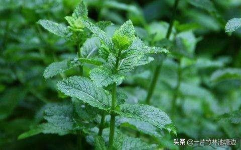 薄荷花,哪种散发香味的花适合在家养？