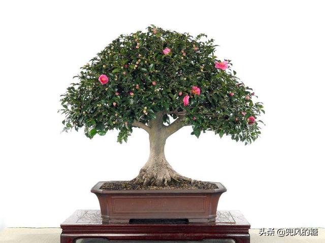 茶花缺水严重落叶怎么补救