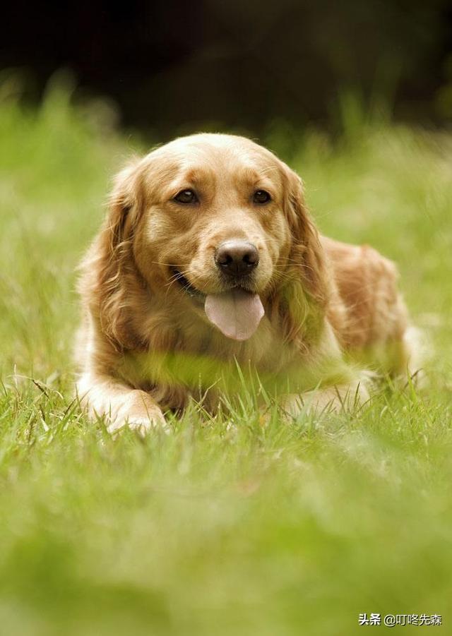 德牧犬肚胀拉肚子:喝了酒以后就会肚子胀还拉肚子，该怎么办？ 德牧犬拉肚子拉血怎么冶