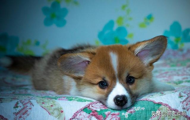 豆柴犬自己盖被子:到底该不该让狗狗上床睡觉呢？