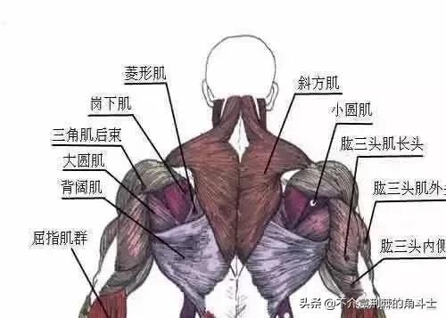 杰森斯坦森背部肌肉图片