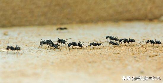 用白醋怎么灭蚂蚁最有效的方法:家庭白醋灭蚂蚁最简单方法 蚂蚁上灶台有什么妙招吗？
