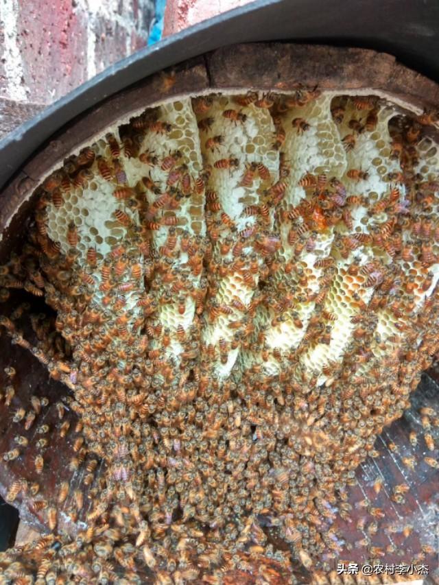 头条问答 养蜜蜂的箱可以经常换箱吗 高楼避愁的回答 0赞