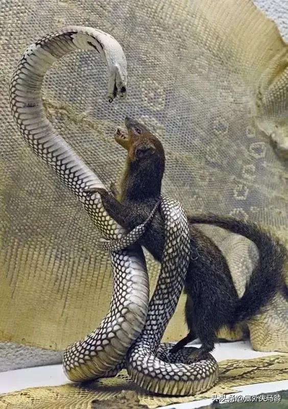 属蛇跟属虎相配吗