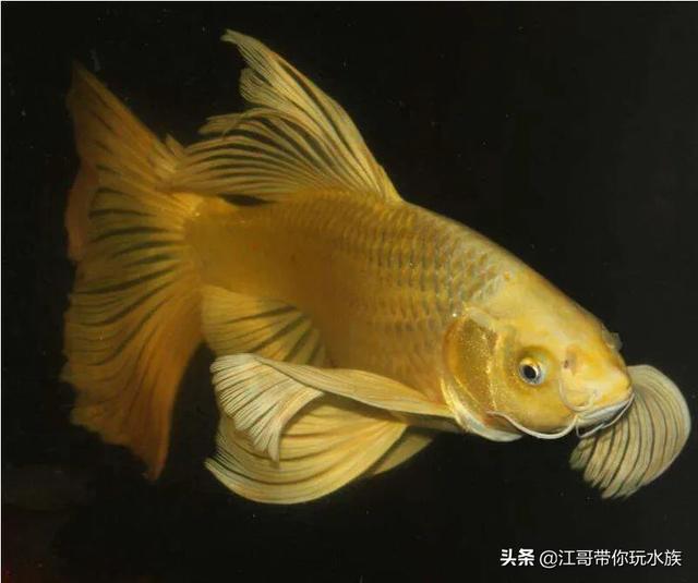 观赏鱼图片:什么观赏鱼寿命长，而且很方便养？