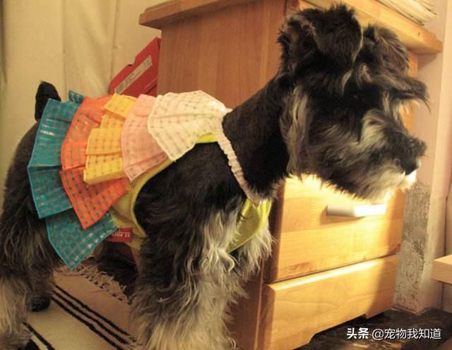 养英国雪达犬是种怎样的体验:你饲养雪纳瑞的过程中有什么辛酸史？
