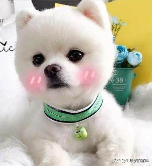 博美犬性格:饲养博美犬时，有哪些禁忌不能碰？