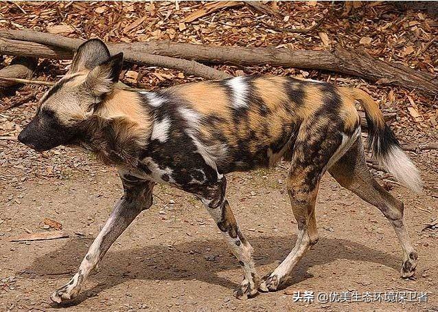 绿鱼狗图片:非洲猎犬与非洲野狗的区别是什么？ 绿鱼头人图片