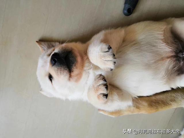 小孩 狗:家里的狗狗和宝宝睡在一起，需要注意什么？