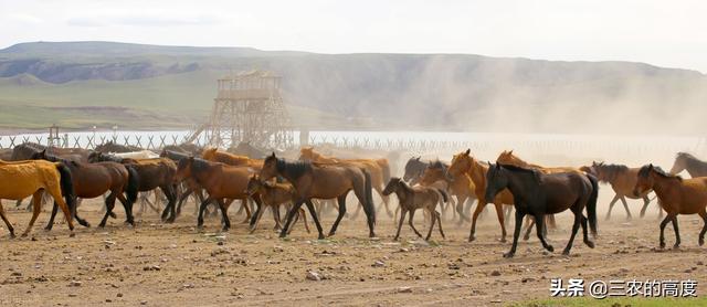 新疆人都是怎么吃马肉的，马作为历史长远的动物，为什么现在很少有人吃马肉