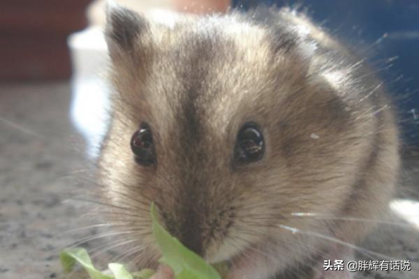 奶茶仓鼠怎么样:仓鼠到底养哪种？你想好了吗？