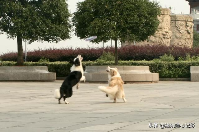 狗图片:你拍过最好的一张狗狗的照片是怎样的？