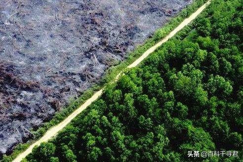 巴西亚马逊外星人事件:如果亚马逊雨林消失了会怎样