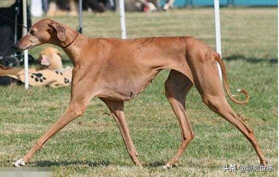 济南发布养犬通告规定什么:济南：遛狗不栓绳被处罚后不改正5年内不能养狗, 你怎么看？